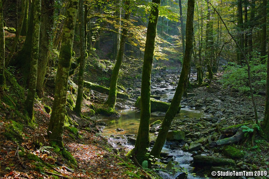 Nel Bosco della Lama.jpg